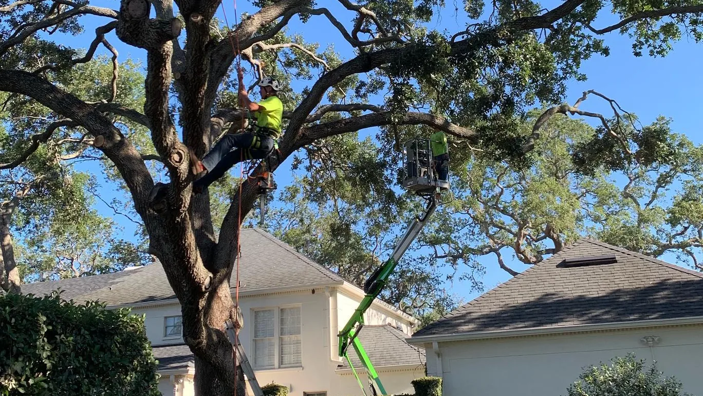 Tree crew at work: a climber and a tracked lift in a large oak between two homes