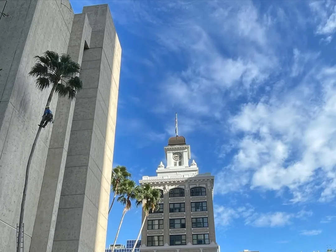 Commercial tree service: a climber trimming a tall palm between downtown buildings
