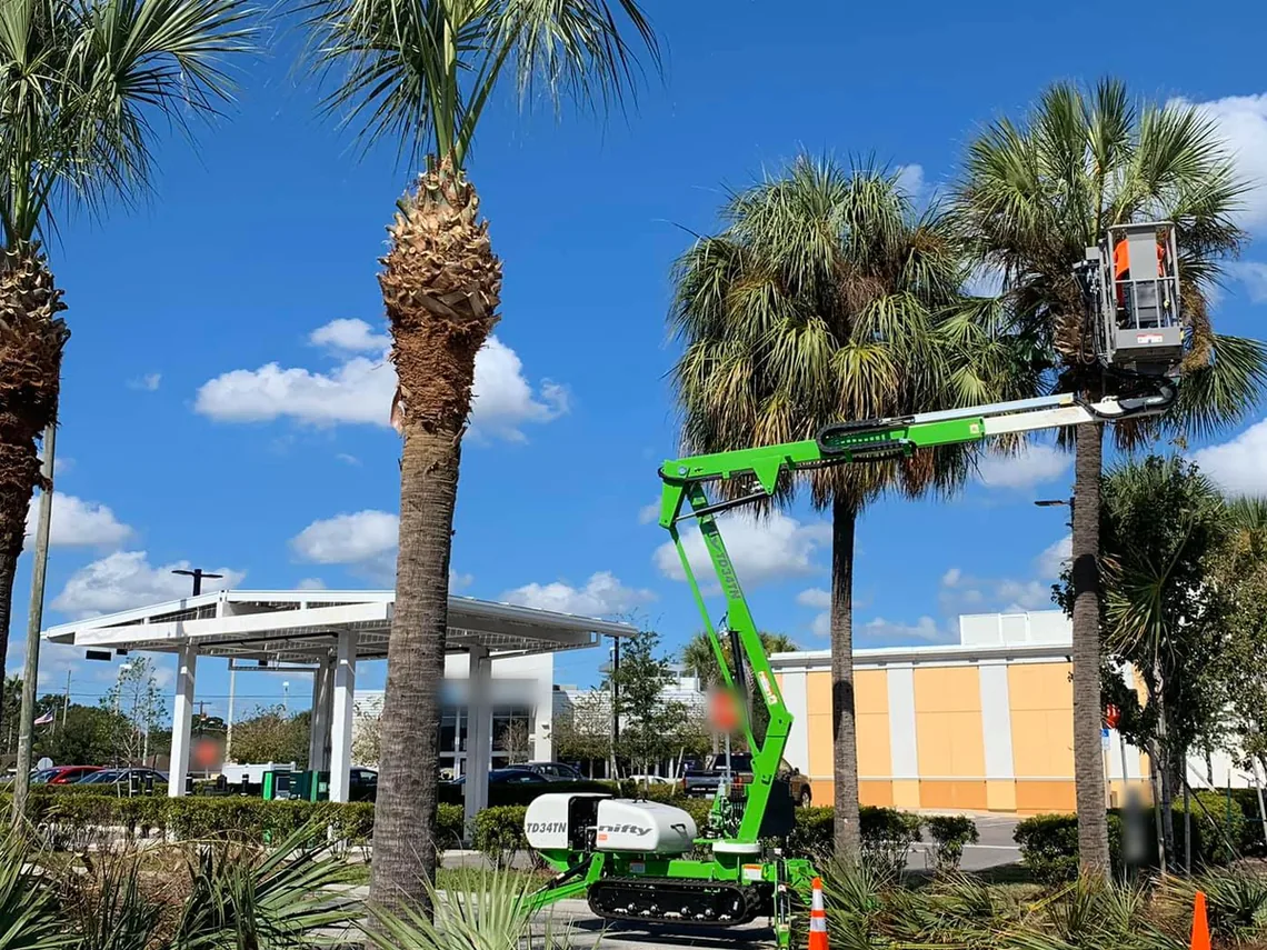 Commercial tree service: a tracked lift trimming palms along a commercial drive