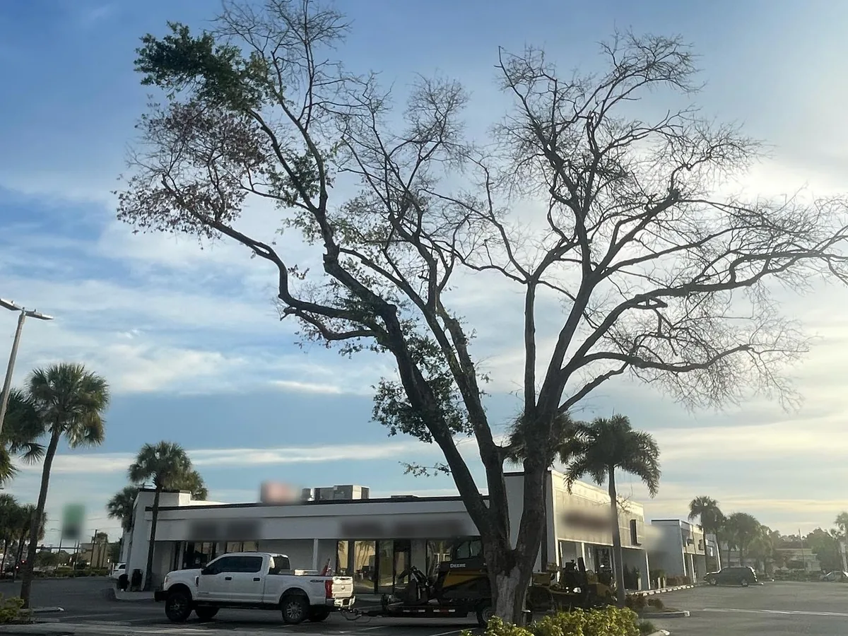 Commercial tree service: a hazardous oak in a shopping center parking lot, ready for removal