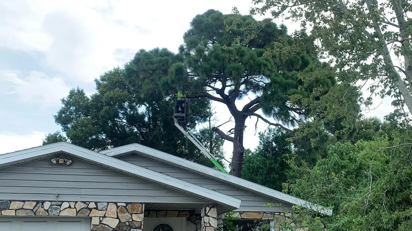 Tall pine behind a one-story home with a stone front, before a pine removal