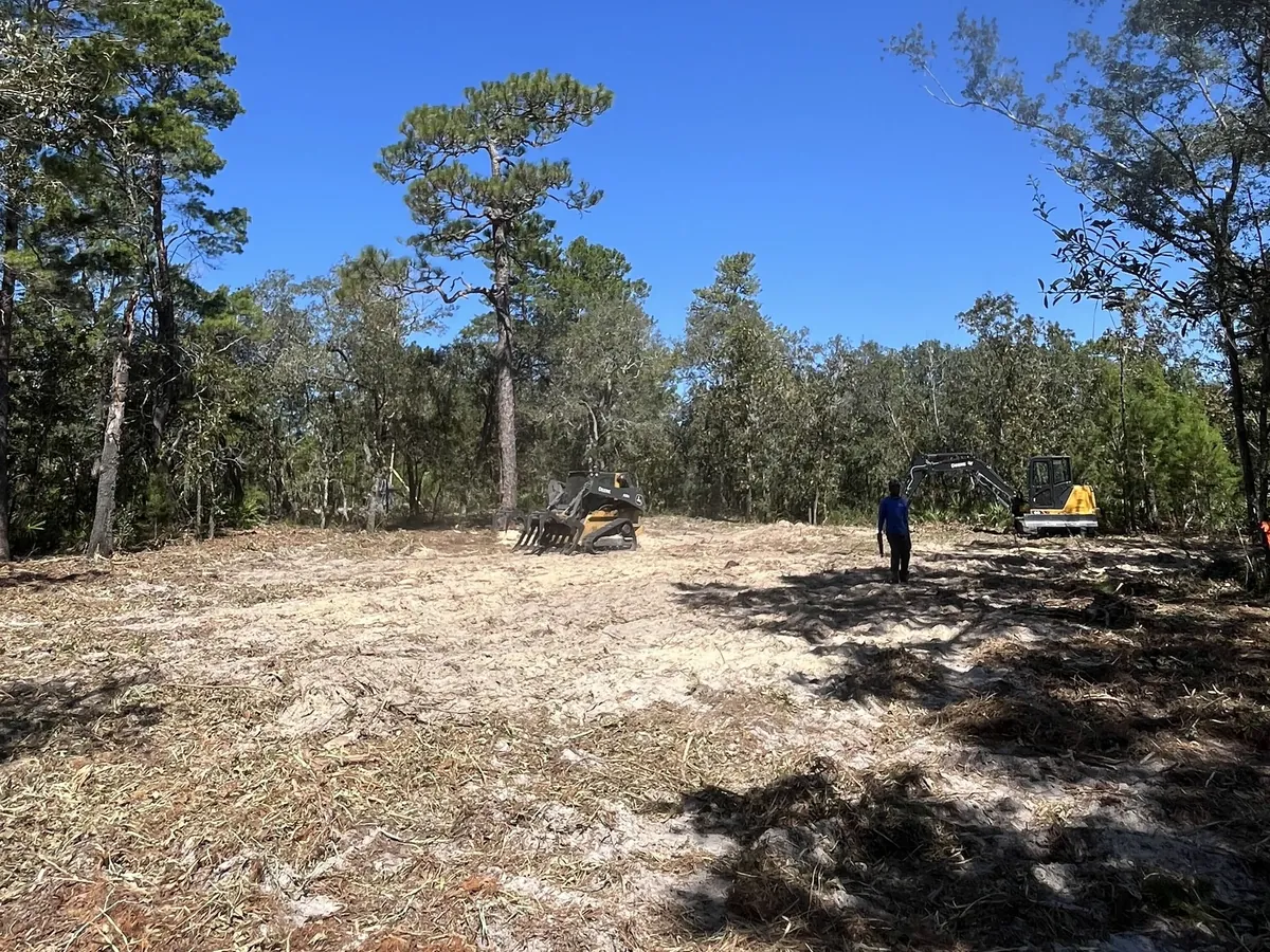Land clearing: a wooded lot cleared down to sand, pines left standing and a compact track loader at work in the distance