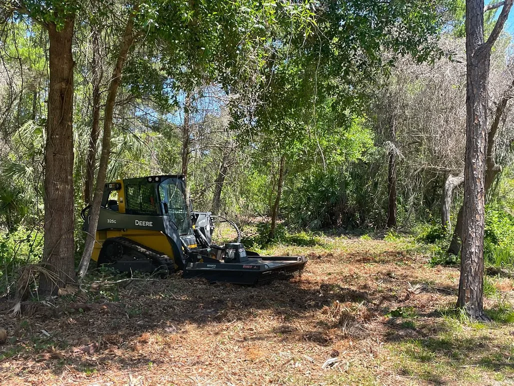 Land clearing in Tampa, FL: a compact track loader with a brush cutter clearing underbrush between oaks and pines