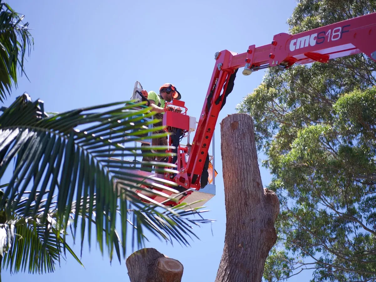 Palm tree removal from an aerial lift: a climber cutting a trunk down in sections beside palm fronds