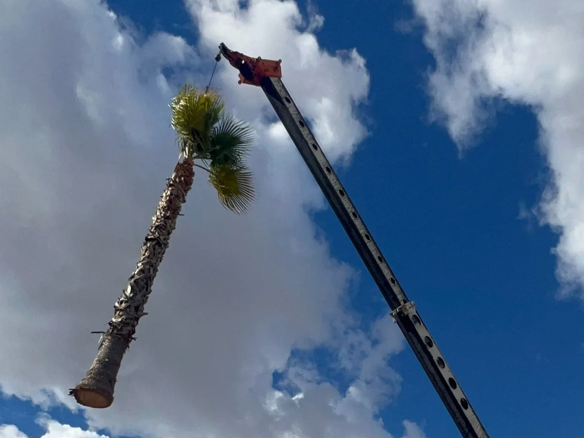 Palm tree removal by crane: a cut palm lifted clear on the crane line against a blue sky