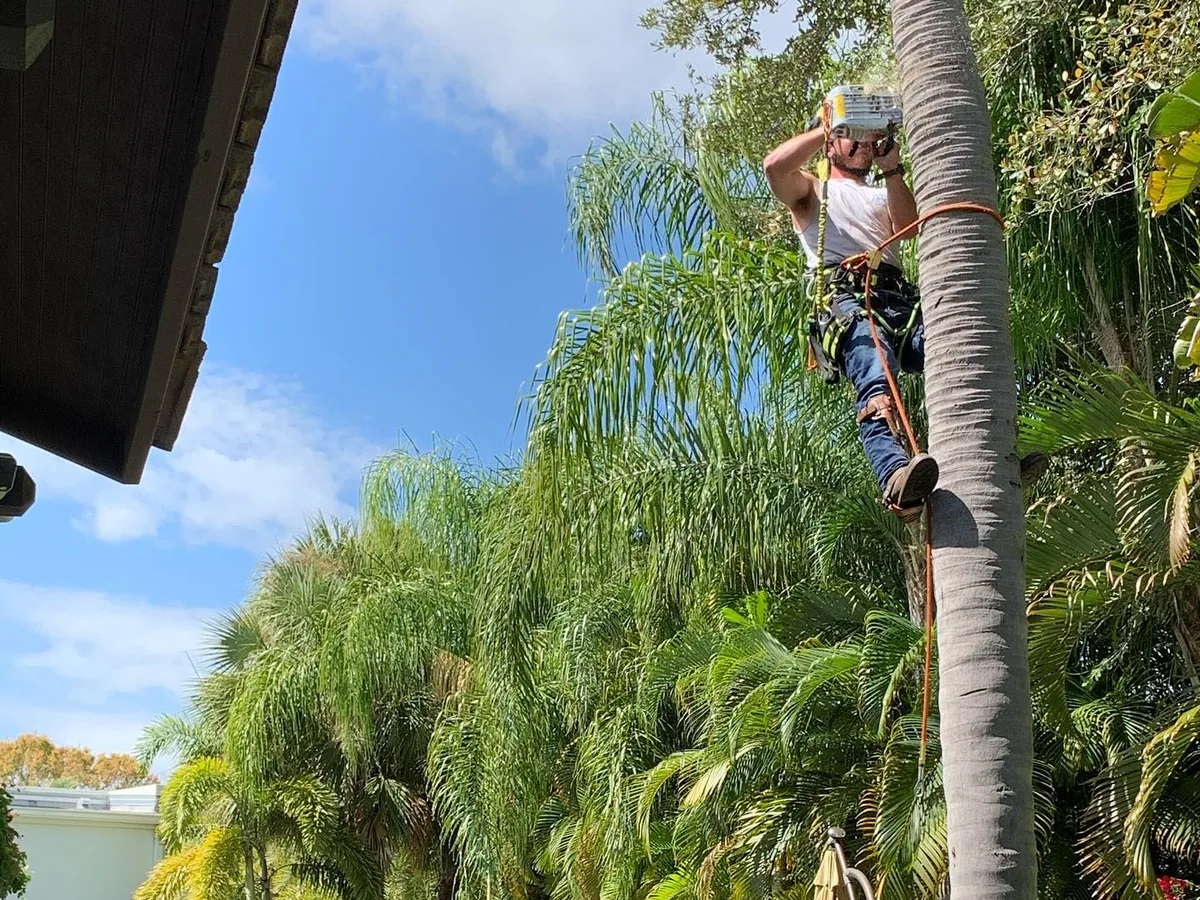 Palm tree removal in Tampa, FL: a climber on spikes and a safety line high on a palm trunk in a back yard