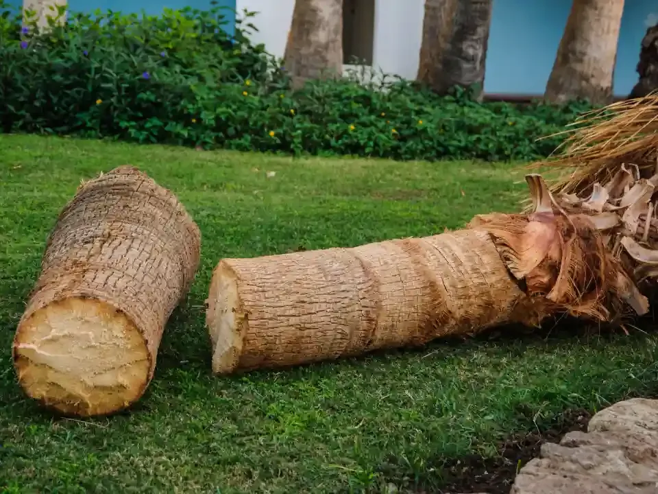 Palm tree removal: palm trunk sections and the cut crown lying on a lawn