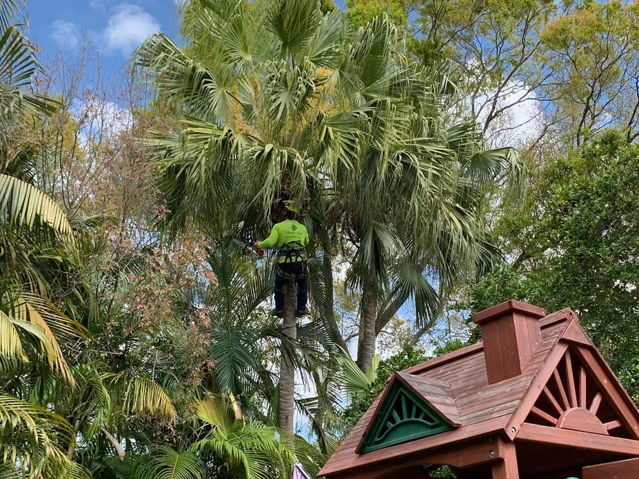 Palm tree trimming: a climber working in the crown of a fan palm in a back yard