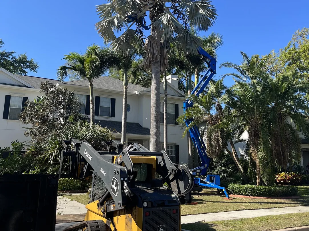 Palm tree trimming at a two-story home: a tracked lift in the palms and a compact track loader with a grapple in the yard