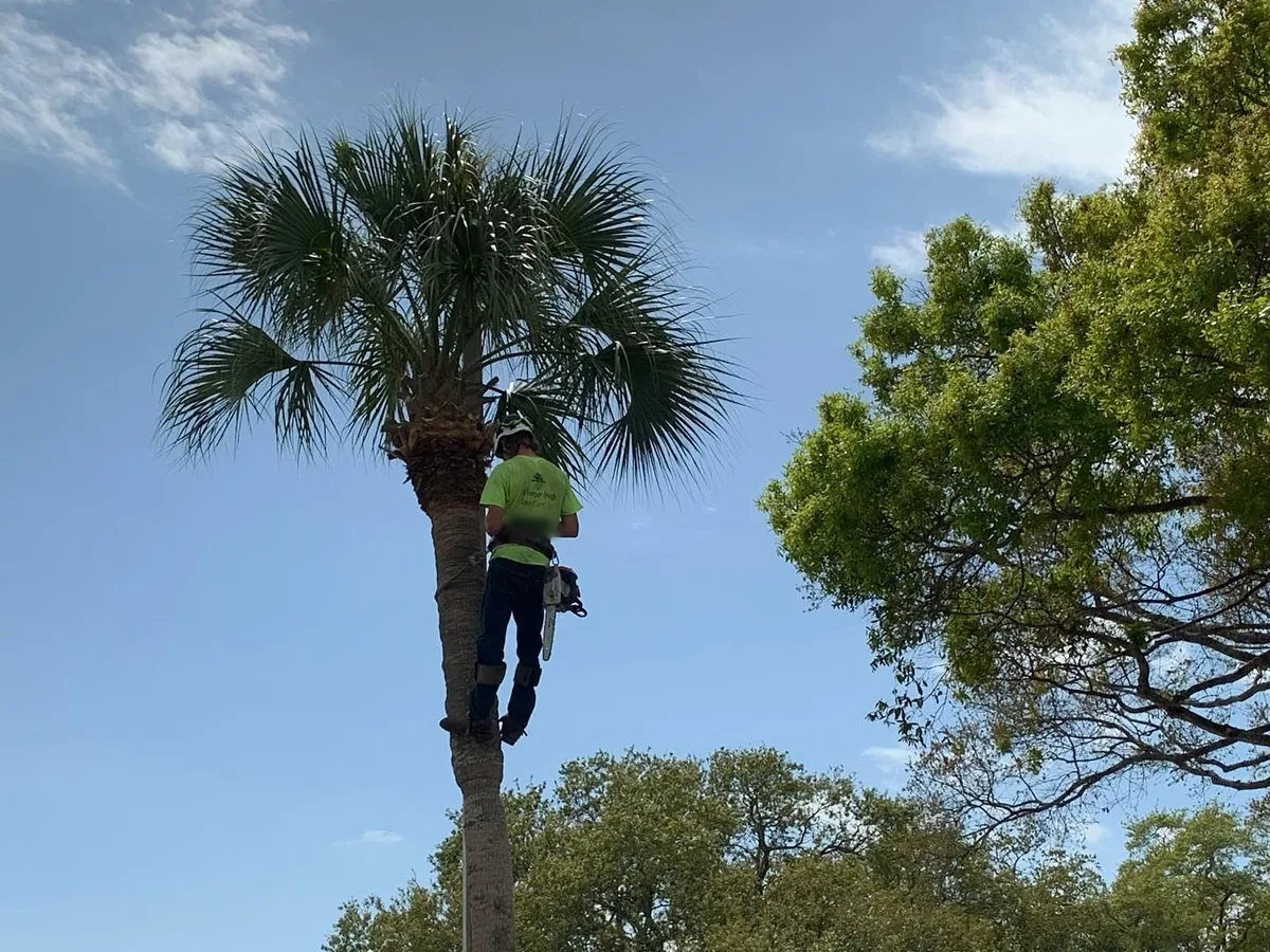 Palm tree trimming: a climber with spikes and a saw trimming a tall cabbage palm