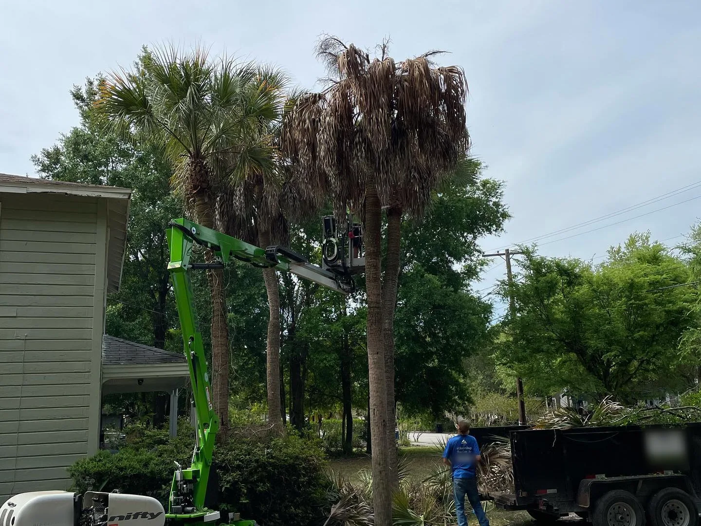 Palm tree trimming in Tampa, FL: a tracked lift raising a worker to trim dead fronds from tall palms, with a trailer for the debris