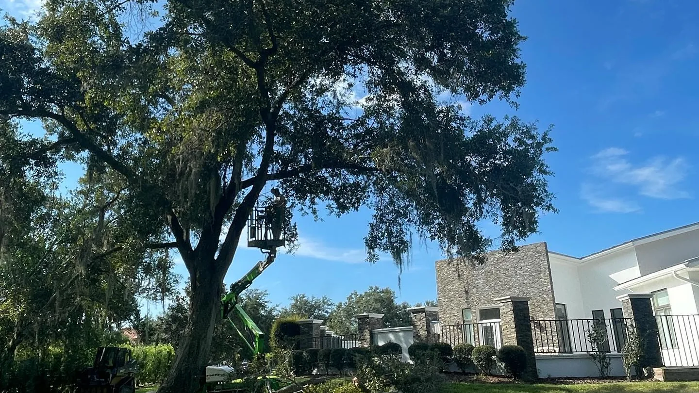 Large live oak over a lawn with a tracked lift working in the canopy