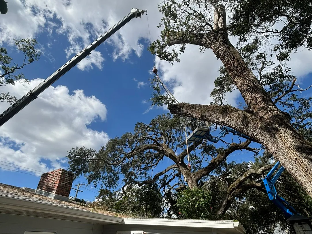 Tree removal over a roof: a crane lifting a large limb from a leaning oak while a tracked lift works in the canopy