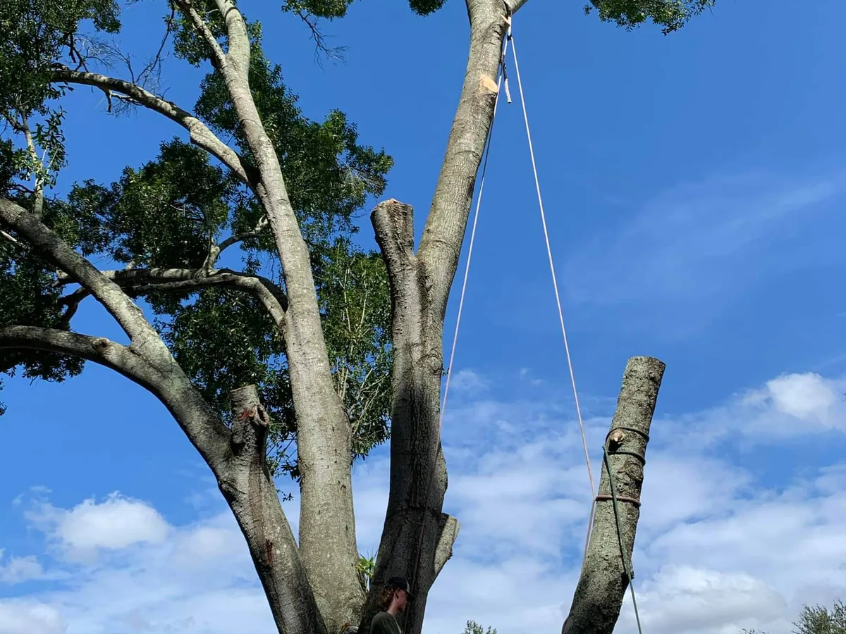 Tree removal with rigging: a cut trunk section hanging on a rope beside the remaining stems of a tall tree