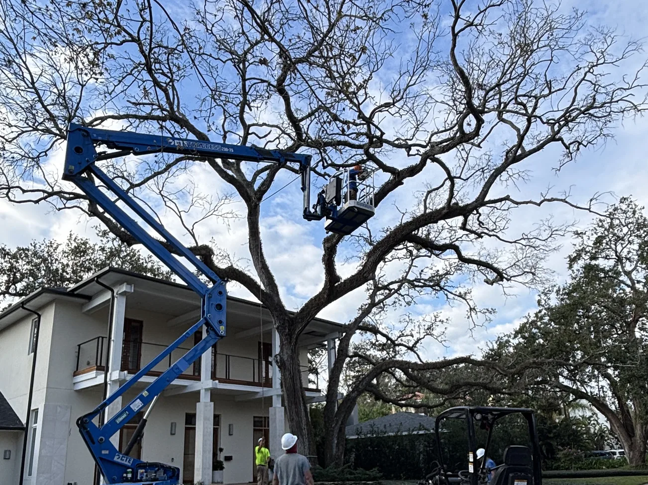 Tree removal in Tampa, FL: a tracked lift raising a worker into a large oak in front of a white two-story house