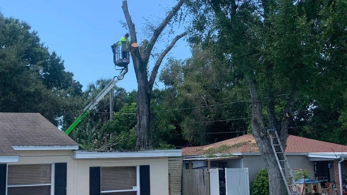 Tree service in Brooksville, FL