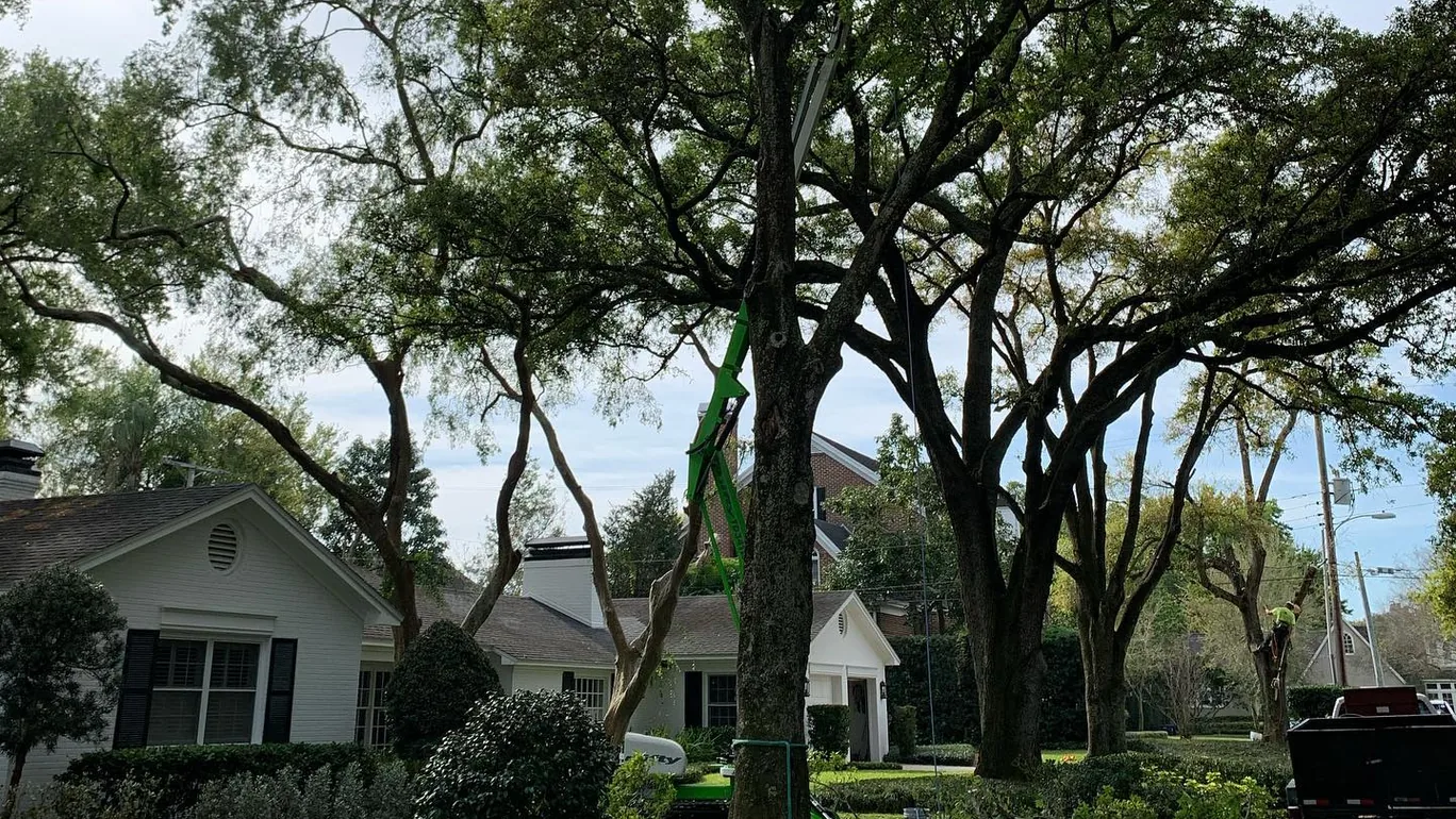 Tree trimming in large live oaks over a front lawn, a tracked lift in the canopy