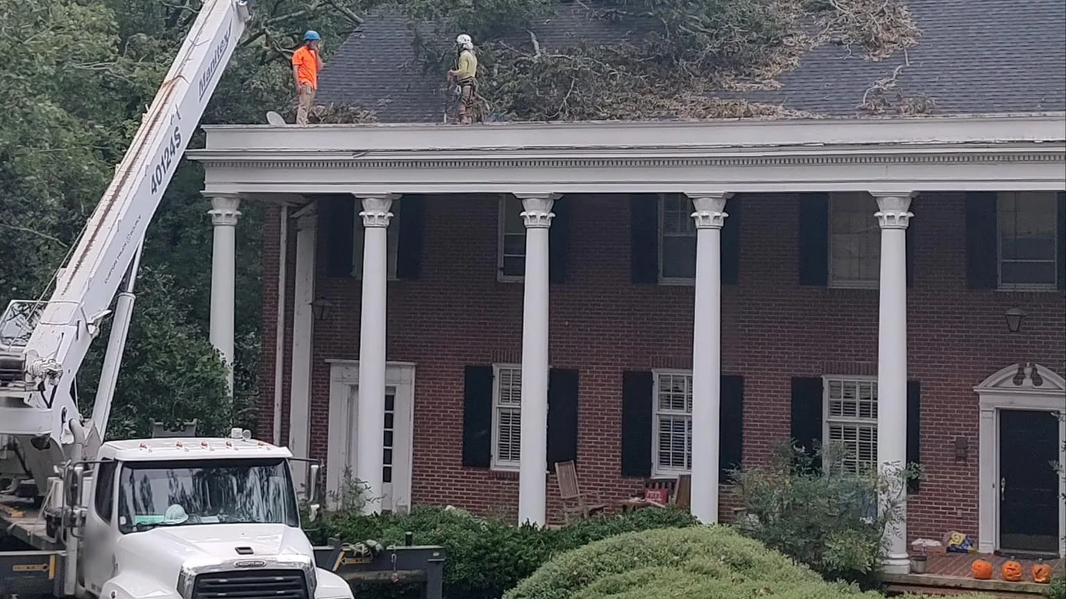 Tree service in Inverness, FL