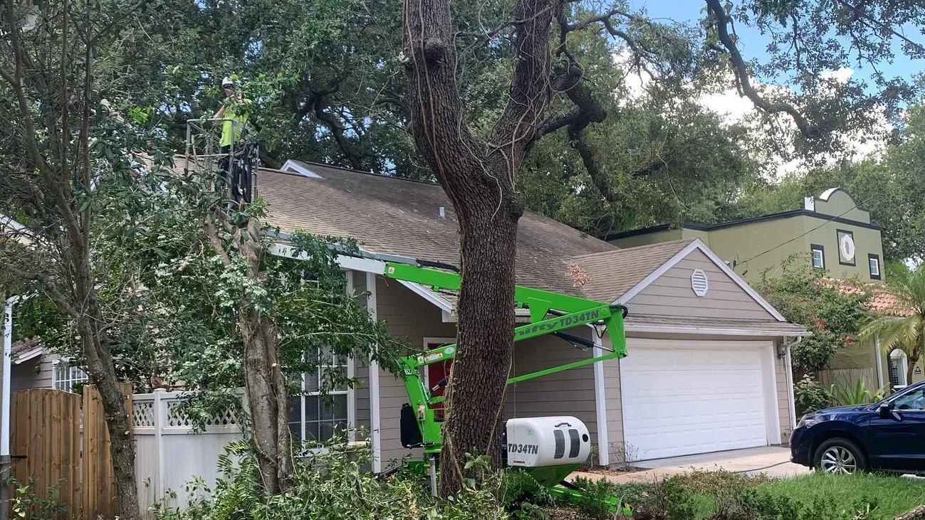 Tree service in Land O' Lakes, FL