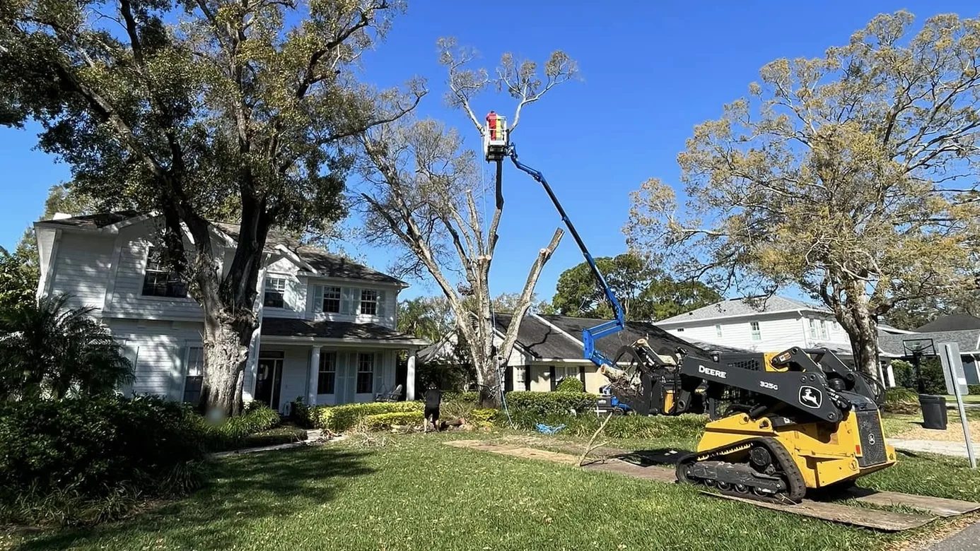 Tree service in Odessa, FL