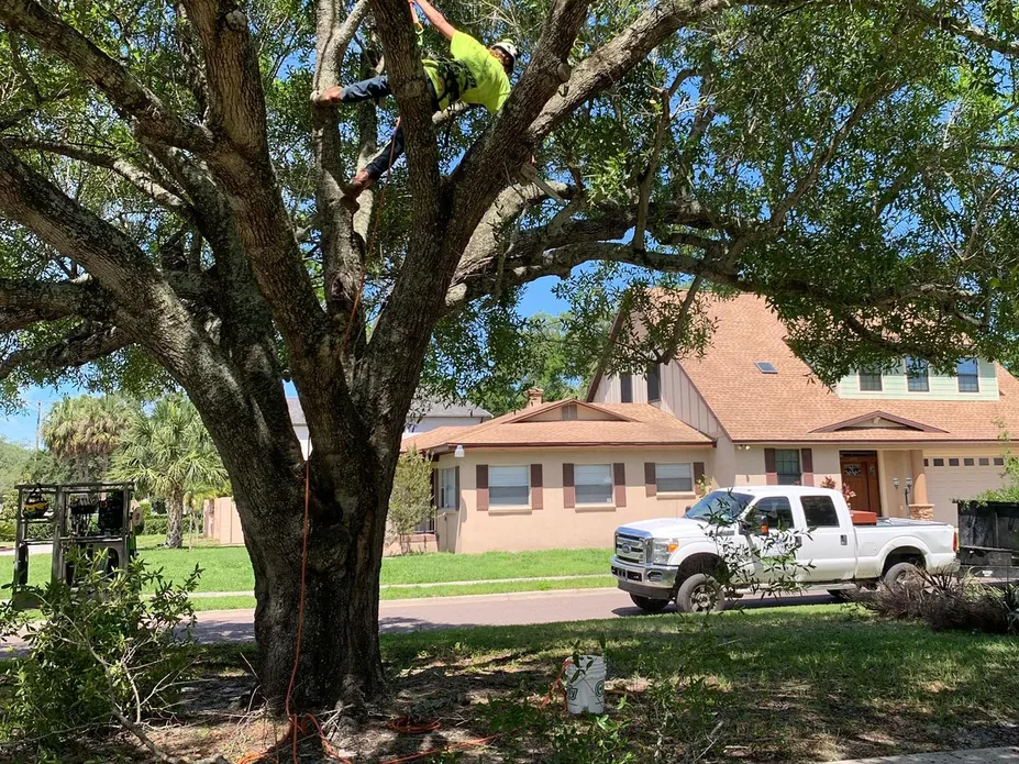 Tree trimming: a climber pruning a large live oak over a front lawn