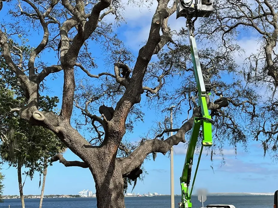Tree trimming from a tracked lift in a large live oak with Spanish moss beside the water