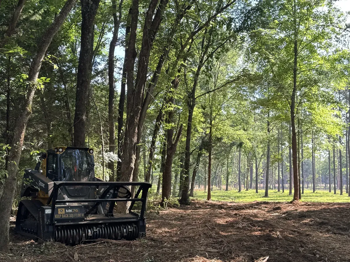 Underbrushing: a compact track loader with a mulching head in pine and oak woods, the understory ground into mulch